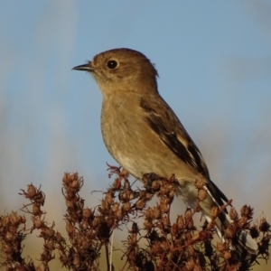 Petroica phoenicea at Garran, ACT - 15 Apr 2017