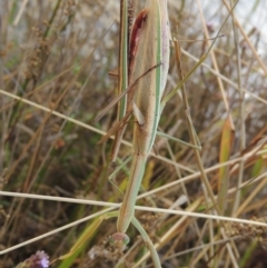 Tenodera australasiae (Purple-winged mantid) at Coombs Ponds - 18 Apr 2017 by michaelb