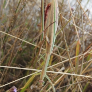 Tenodera australasiae at Weston Creek, ACT - 18 Apr 2017