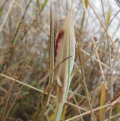 Tenodera australasiae at Weston Creek, ACT - 18 Apr 2017