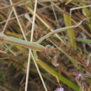 Tenodera australasiae at Weston Creek, ACT - 18 Apr 2017