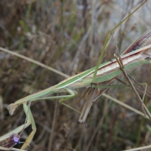 Tenodera australasiae at Weston Creek, ACT - 18 Apr 2017 06:12 PM