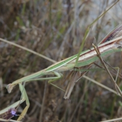 Tenodera australasiae at Weston Creek, ACT - 18 Apr 2017