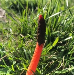 Phallus rubicundus (Phallus rubicundus) at ANU Liversidge Precinct - 20 Apr 2017 by AaronClausen