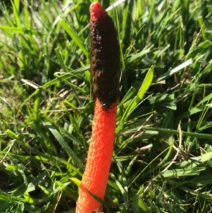 Phallus rubicundus at Acton, ACT - 20 Apr 2017 10:12 AM