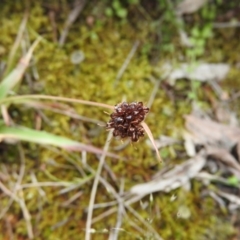 Luzula densiflora (Dense Wood-rush) at Wanniassa Hill - 30 Oct 2016 by RyuCallaway