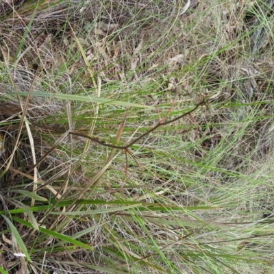 Dianella revoluta var. revoluta (Black-Anther Flax Lily) at Fadden, ACT - 30 Oct 2016 by ArcherCallaway