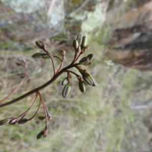 Dianella revoluta var. revoluta at Fadden, ACT - 30 Oct 2016