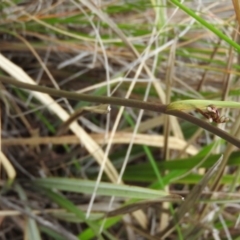 Dianella revoluta var. revoluta at Fadden, ACT - 30 Oct 2016