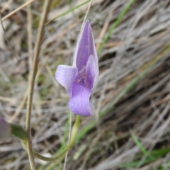 Glossodia major at Fadden, ACT - suppressed