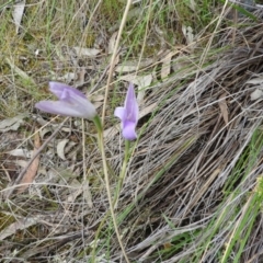 Glossodia major at Fadden, ACT - suppressed