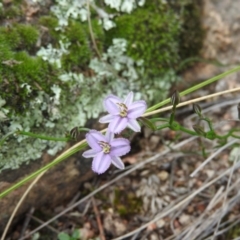 Thysanotus patersonii (Twining Fringe Lily) at Fadden, ACT - 30 Oct 2016 by RyuCallaway