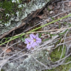 Thysanotus patersonii at Fadden, ACT - 30 Oct 2016 11:53 AM