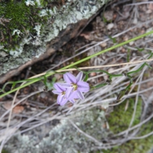 Thysanotus patersonii at Fadden, ACT - 30 Oct 2016 11:53 AM