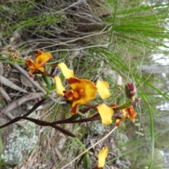Diuris semilunulata (Late Leopard Orchid) at Fadden, ACT - 30 Oct 2016 by RyuCallaway