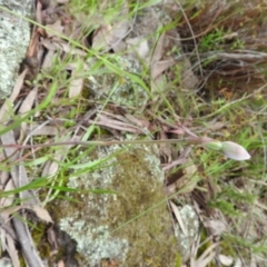Thelymitra (Genus) (Sun Orchid) at Fadden, ACT - 30 Oct 2016 by ArcherCallaway