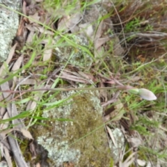 Thelymitra sp. (A Sun Orchid) at Wanniassa Hill - 30 Oct 2016 by RyuCallaway