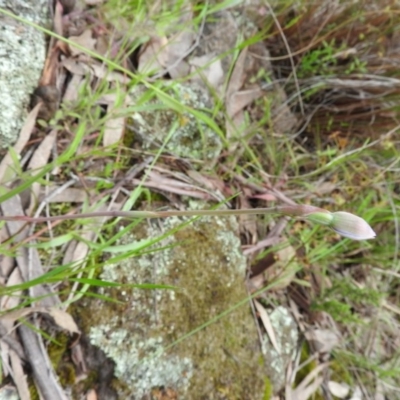 Thelymitra (Genus) (Sun Orchid) at Fadden, ACT - 30 Oct 2016 by ArcherCallaway