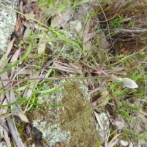 Thelymitra sp. at Fadden, ACT - 30 Oct 2016