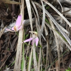 Caladenia carnea (Pink Fingers) at Wanniassa Hill - 30 Oct 2016 by RyuCallaway