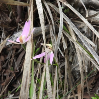 Caladenia carnea (Pink Fingers) at Fadden, ACT - 30 Oct 2016 by ArcherCallaway