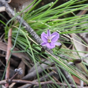 Thysanotus patersonii at Fadden, ACT - 30 Oct 2016 12:05 PM