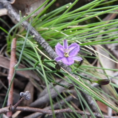 Thysanotus patersonii (Twining Fringe Lily) at Fadden, ACT - 30 Oct 2016 by ArcherCallaway