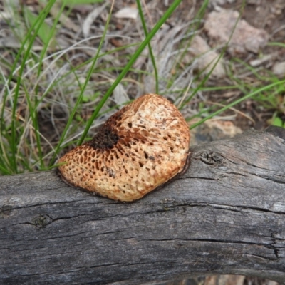 Unidentified at Wanniassa Hill - 30 Oct 2016 by ArcherCallaway