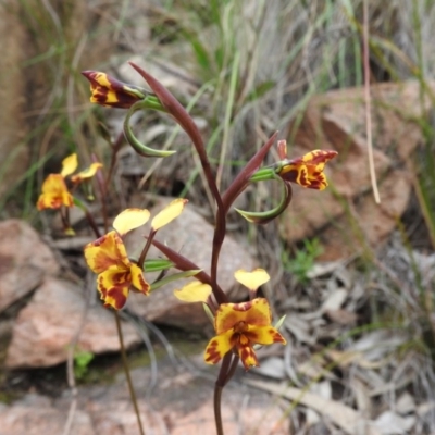 Diuris semilunulata (Late Leopard Orchid) at Fadden, ACT - 30 Oct 2016 by ArcherCallaway