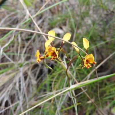 Diuris semilunulata (Late Leopard Orchid) at Fadden, ACT - 30 Oct 2016 by ArcherCallaway