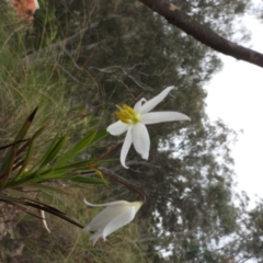 Stypandra glauca (Nodding Blue Lily) at Fadden, ACT - 30 Oct 2016 by ArcherCallaway