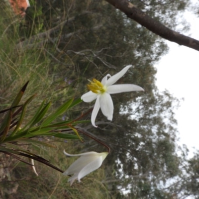 Stypandra glauca (Nodding Blue Lily) at Fadden, ACT - 30 Oct 2016 by ArcherCallaway