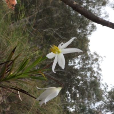 Stypandra glauca (Nodding Blue Lily) at Fadden, ACT - 30 Oct 2016 by RyuCallaway