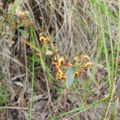 Daviesia mimosoides (Bitter Pea) at Fadden, ACT - 30 Oct 2016 by ArcherCallaway