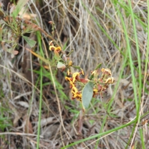 Daviesia mimosoides at Fadden, ACT - 30 Oct 2016