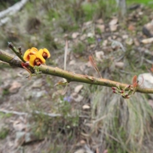 Daviesia mimosoides at Fadden, ACT - 30 Oct 2016 12:13 PM