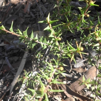 Acacia gunnii (Ploughshare Wattle) at Majura, ACT - 20 Apr 2017 by SilkeSma