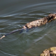 Hydromys chrysogaster (Rakali or Water Rat) at Cotter Reservoir - 19 Apr 2017 by JohnBundock