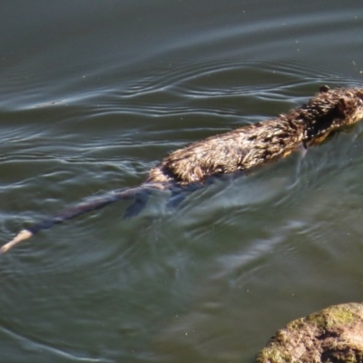 Hydromys chrysogaster (Rakali or Water Rat) at Lower Cotter Catchment - 20 Apr 2017 by JohnBundock