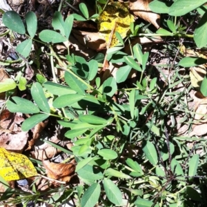 Medicago sativa at Hughes, ACT - 19 Apr 2017