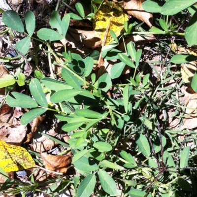 Medicago sativa (Lucerne, Alfalfa) at Hughes Garran Woodland - 19 Apr 2017 by ruthkerruish