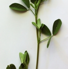 Medicago sativa at Hughes, ACT - 19 Apr 2017