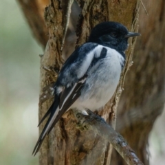 Melanodryas cucullata cucullata at Wallaroo, NSW - 19 Apr 2017