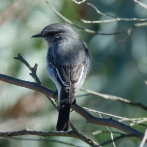 Melanodryas cucullata cucullata at Wallaroo, NSW - 19 Apr 2017