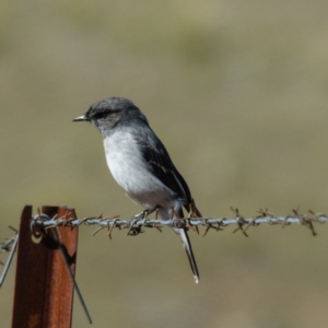 Melanodryas cucullata cucullata at Wallaroo, NSW - 19 Apr 2017