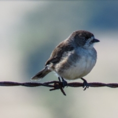 Aphelocephala leucopsis (Southern Whiteface) at Wallaroo, NSW - 19 Apr 2017 by CedricBear