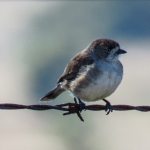 Aphelocephala leucopsis at Wallaroo, NSW - 19 Apr 2017 11:36 AM