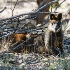 Wallabia bicolor (Swamp Wallaby) at Gungahlin, ACT - 19 Apr 2017 by CedricBear