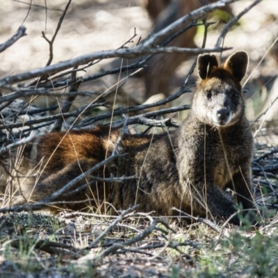 Wallabia bicolor (Swamp Wallaby) at Gungahlin, ACT - 19 Apr 2017 by CedricBear