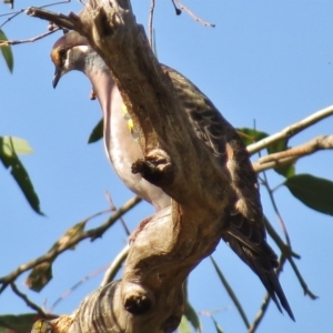 Phaps chalcoptera at Paddys River, ACT - 20 Apr 2017